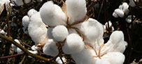 Cotton